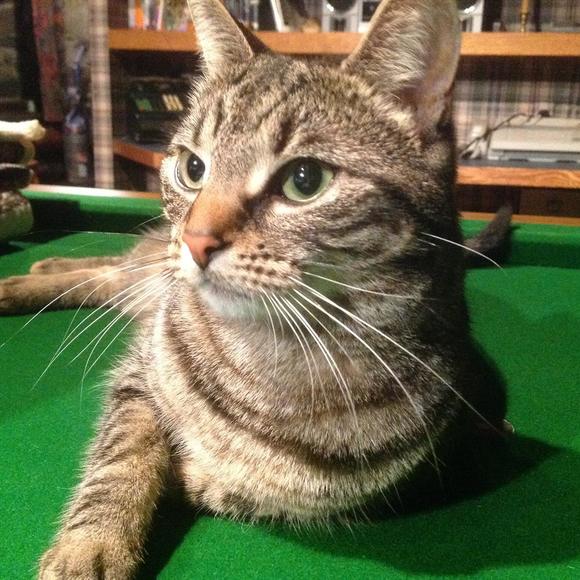 Meet your Posher, Tania - Picture 1 of 1